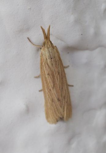 Réf. 234 891 : Ematheudes punctella